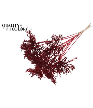 QC Dry Tree on stem Red | Per 50 stuks