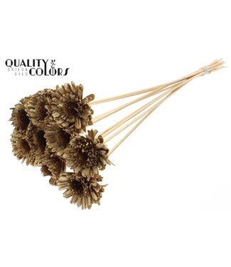 QC Shola Daisy Sunflower 6cm on stem Antique Gold | Per 50 stuks