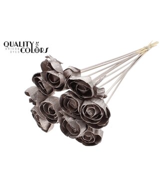 QC Shola Dear Holly 6cm on stem Champagne ( x 50 )