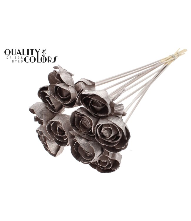Shola Dear Holly 6cm on stem Champagne ( x 50 )