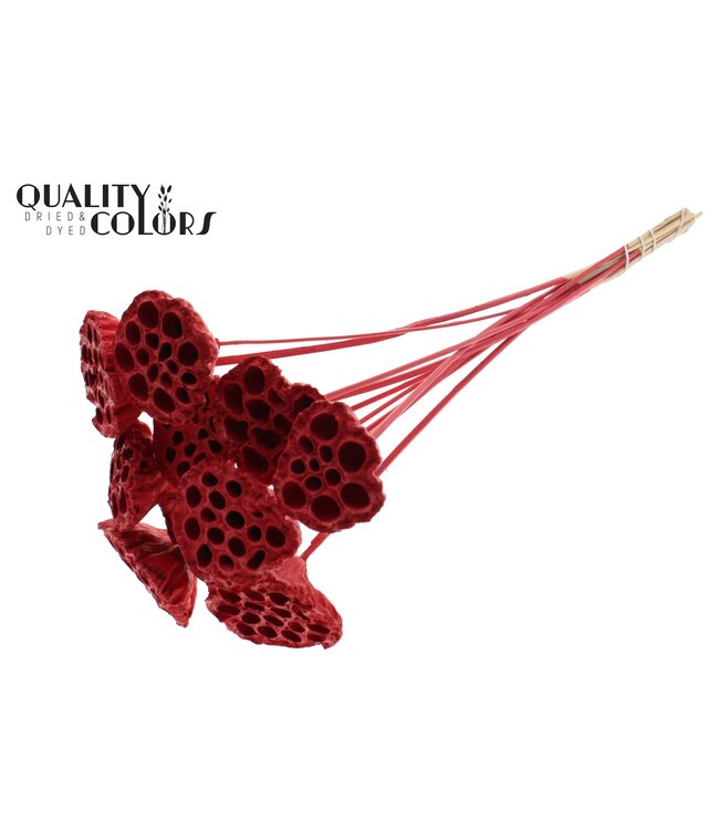 Lotus 5-7cm on stem Covered Red ( x 50 )