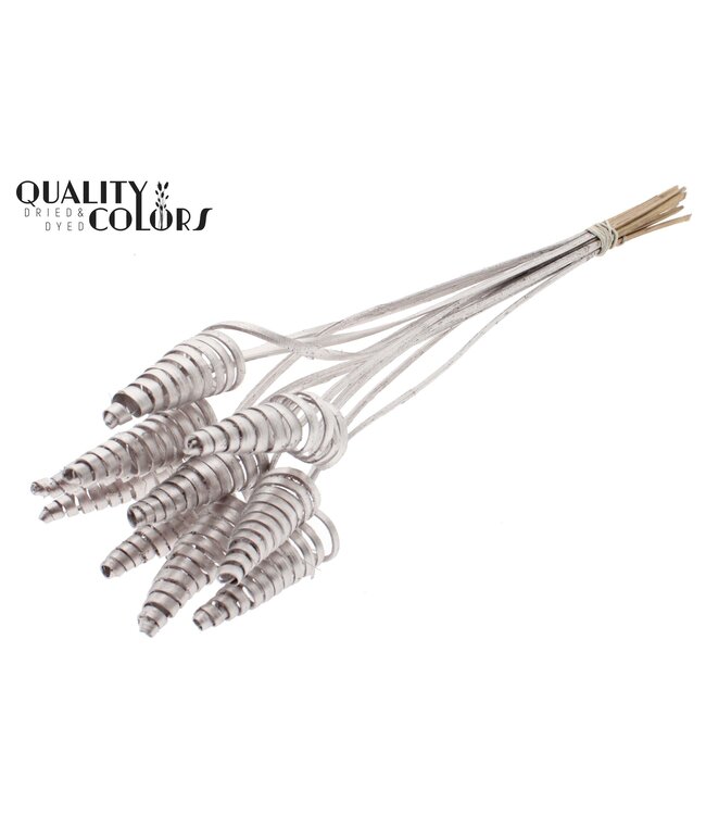 Cane Cone on stem Champagne ( x 50 )