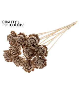 QC Shola New Beauty Rose 6cm on stem Wax Beige ( x 50 )