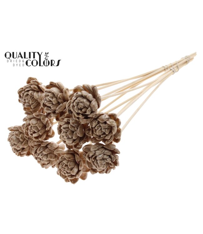 Shola New Beauty Rose 6cm on stem Wax Beige ( x 50 )