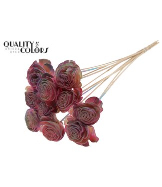 QC Shola Beauty Rose 6cm on stem Gradient Pink ( x 50 )