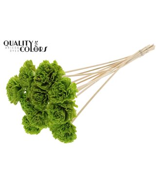 QC Shola Karnish Flower 6cm on stem Wax Light Green | Per 50 stuks