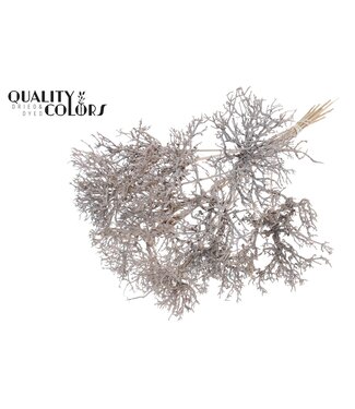 QC Dry Tree on stem Frosted White | Per 50 stuks