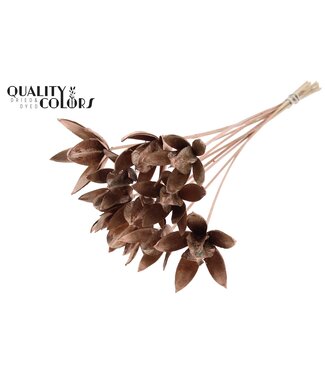 QC Wild Lilly on stem Copper | Per 50 stuks