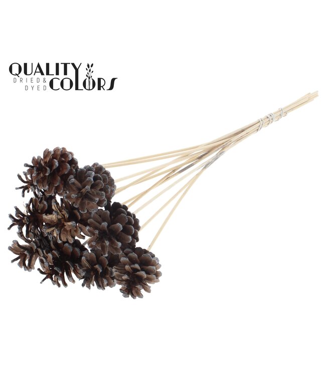 Pine cone 5-7cm on stem Metallic Graphite Tipped ( x 50 )