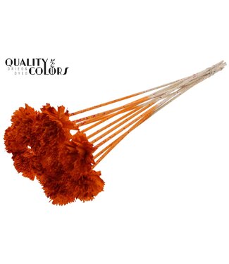 QC Shola Karnish Flower 6cm on stem Splashed Orange/Red ( x 50 )