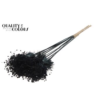 QC Mini Button Posy on stem Black | Per 50 stuks