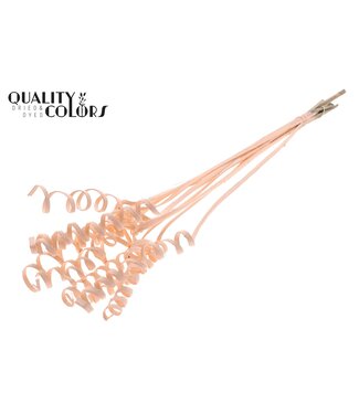 QC Cane Spring on stem Covered Apricot ( x 50 )