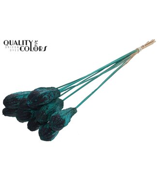 QC Mehogani on stem Turquoise | Per 50 stuks