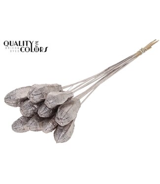 QC Mehogani on stem Champagne | Per 50 stuks