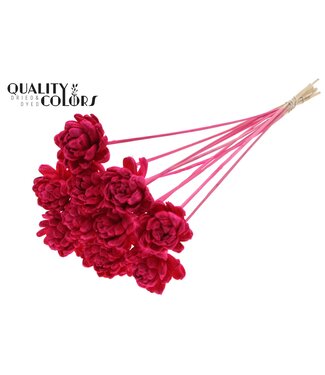 QC Shola New Beauty Rose 6cm on stem Cerise ( x 50 )