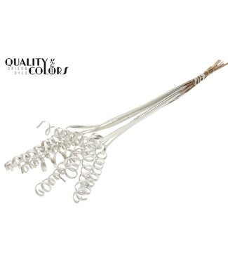 QC Cane Spring on stem Platina ( x 50 )