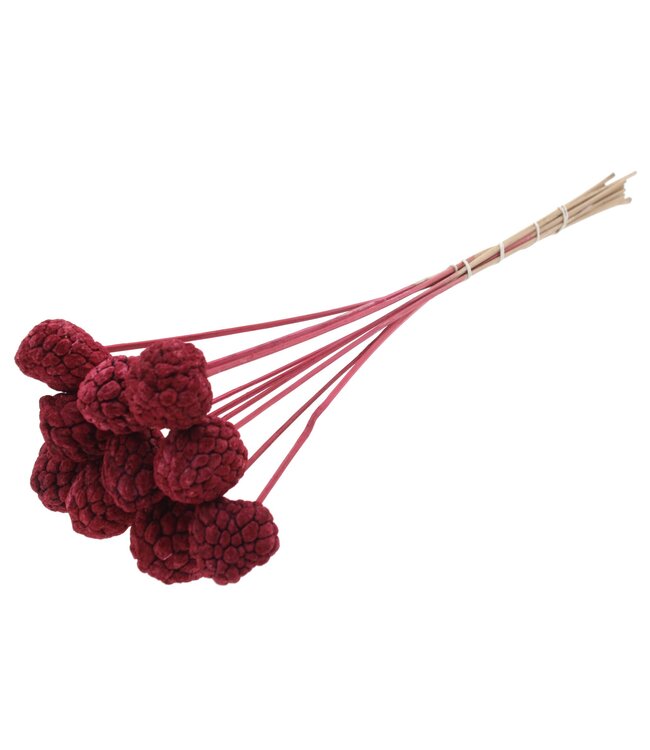 Atta Fruit on stem Burgundy ( x 50 )