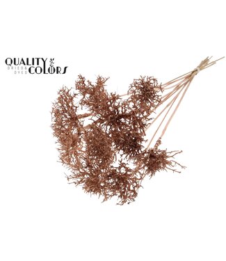 QC Dry Tree on stem Copper | Per 50 stuks
