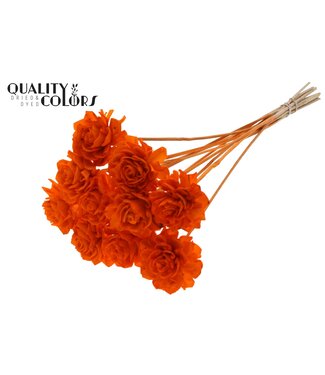QC Shola Beauty Rose 6cm on stem Orange ( x 50 )
