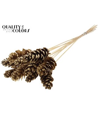 QC Strobus 10-15cm on stem Antique Gold | Per 50 stuks