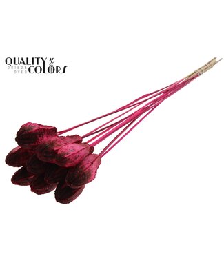 QC Mehogani on stem Cerise | Per 50 stuks