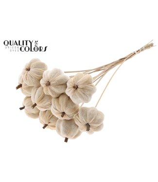 QC Velvet Pumpkin Ø6cm on stem Natural ( x 40 )