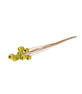 4A Bijsteker 50cm Bellgums 3cm | Per 10 stuks
