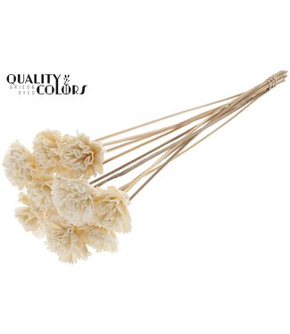 QC Shola Karnish Flower 6cm on stem Natural ( x 50 )