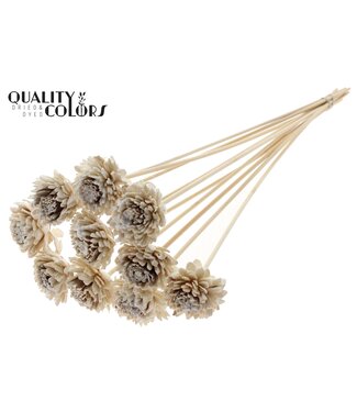 QC Shola Zinia 6cm on stem Wax White | Per 50 stuks