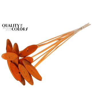 QC Wood oval Slice on stem Orange | Per 50 stuks