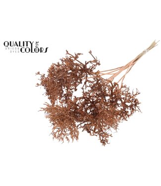 QC Dry Tree on stem Frosted Salmon | Per 50 stuks