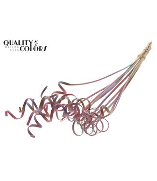 QC Cane Spring on stem Gradient Pink | Per 50 stuks