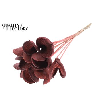 QC Badam on stem Coral ( x 50 )