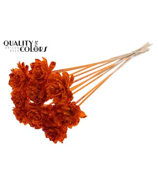 QC Shola Dhaliya 6cm on stem Splashed Orange/Red ( x 50 )