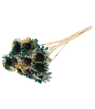 QC Shola Daisy Sunflower 6cm on stem Multicolour Green/Yellow | Per 50 stuks