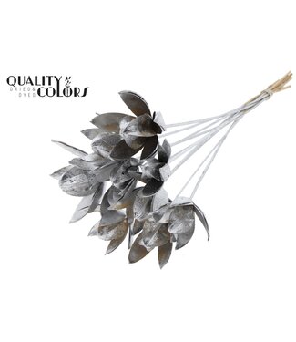 QC Wild Lilly on stem Silver | Per 50 stuks