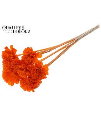 QC Shola Karnish Flower 6cm on stem Orange ( x 50 )