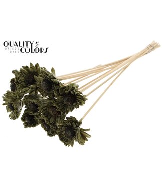 QC Shola Daisy Sunflower 6cm on stem Wax Olive ( x 50 )
