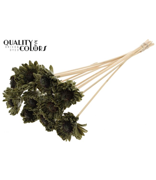 Shola Daisy Sunflower 6cm on stem Wax Olive ( x 50 )