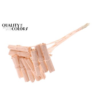 QC Kore Posy on stem Covered Apricot | Per 50 stuks