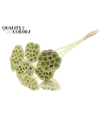 QC Lotus 5-7cm on stem Covered Creme ( x 50 )