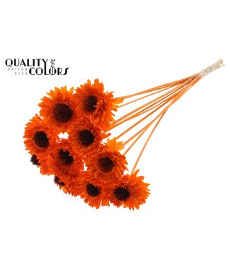 QC Shola Daisy Sunflower 6cm on stem Orange ( x 50 )