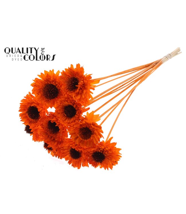 Shola Daisy Sunflower 6cm on stem Orange ( x 50 )