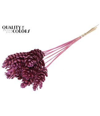 QC Strobus 10-15cm on stem Metallic Pink | Per 50 stuks