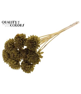 QC Shola Zinia 6cm on stem Olive ( x 50 )