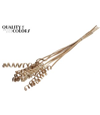 QC Cane Spring on stem Natural | Per 50 stuks