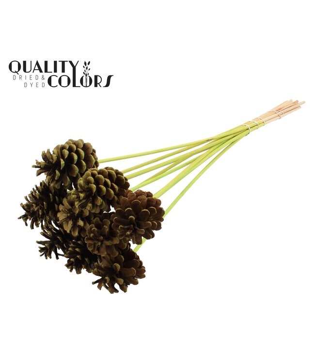 Pine cone 5-7cm on stem Light Green ( x 50 )