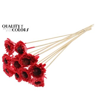 QC Shola Daisy Sunflower 6cm on stem Wax Red ( x 50 )
