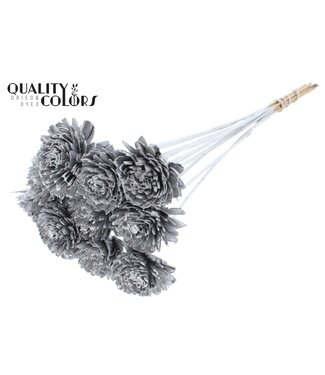QC Shola Zinia 6cm on stem Silver | Per 50 stuks
