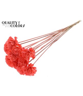 QC Shola Karnish Flower 6cm on stem Coral | Per 50 stuks